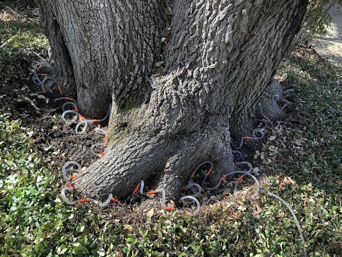 Detailed Tree Cabling and Bracing job site in Springlake