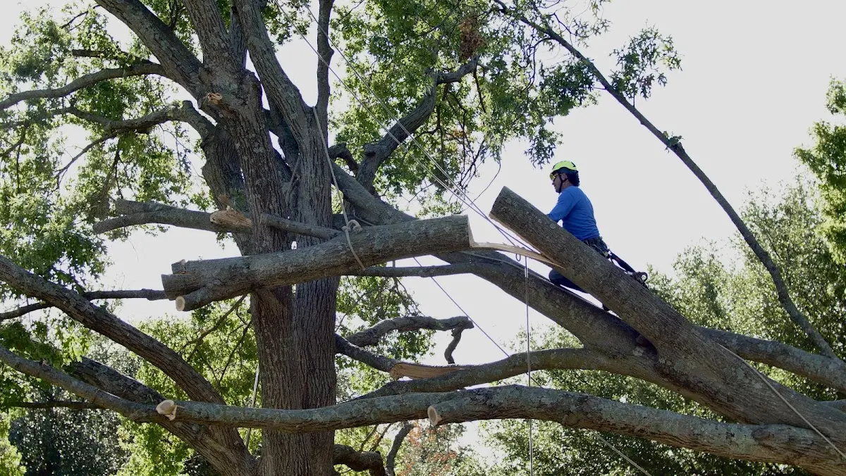 Professional Hazardous Tree Removal performed by certified arborists in Springlake
