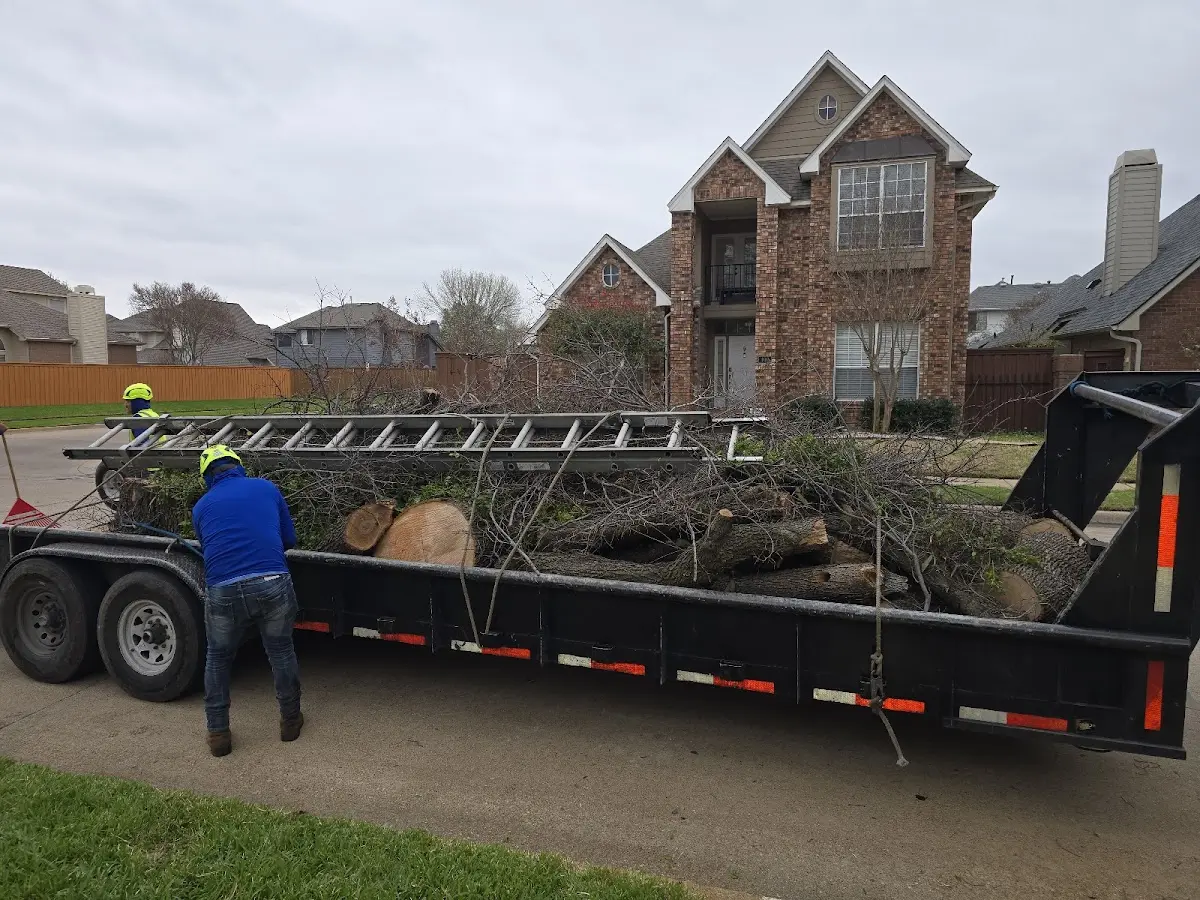 Expert Deadwooding with proper safety equipment in Springlake